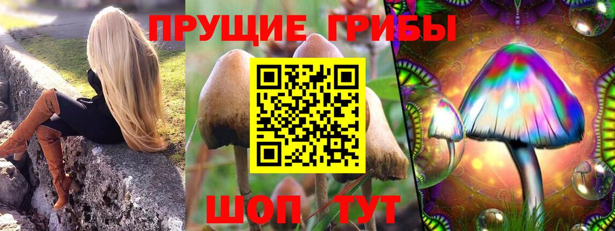 Псилоцибиновые грибы Psilocybine cubensis Ставрополь