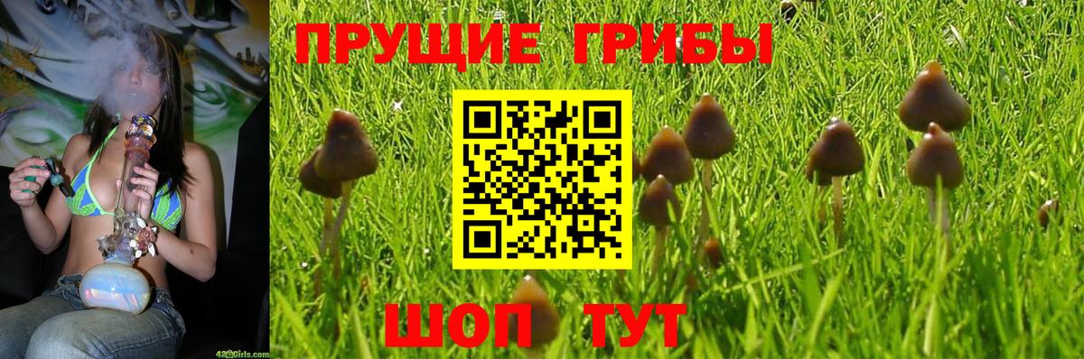 Псилоцибиновые грибы мицелий Ставрополь